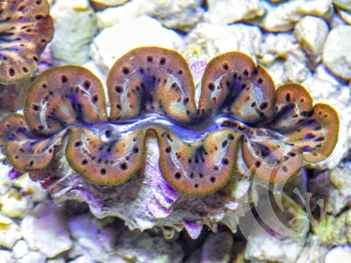 New Stock Maxima Clams